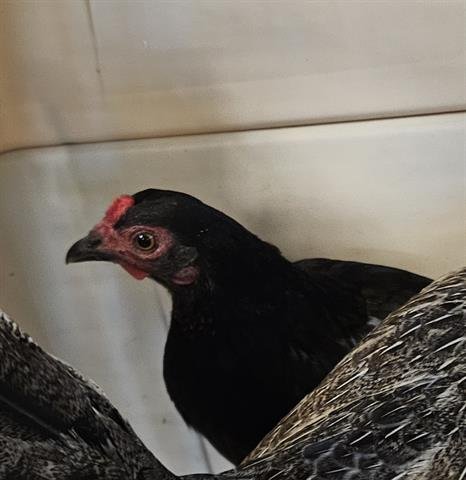 A132812 - Chicken available for adoption