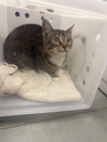 PEONY - Domestic Short Hair available for adoption