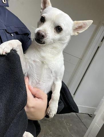 MARVIN - Chihuahua available for adoption
