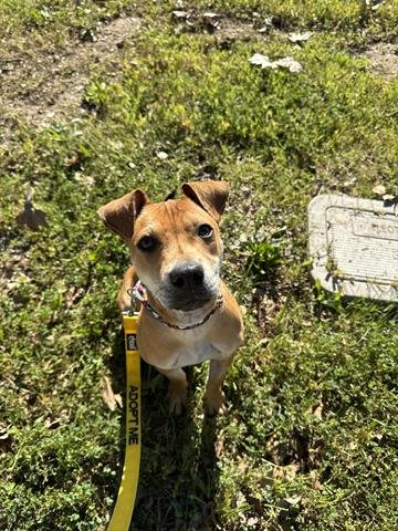 SIMBA - Pit Bull Terrier available for adoption