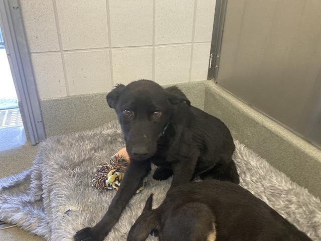 RAJA - German Shepherd Dog available for adoption