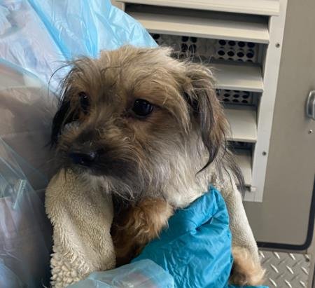 SASHA - Yorkshire Terrier Yorkie available for adoption