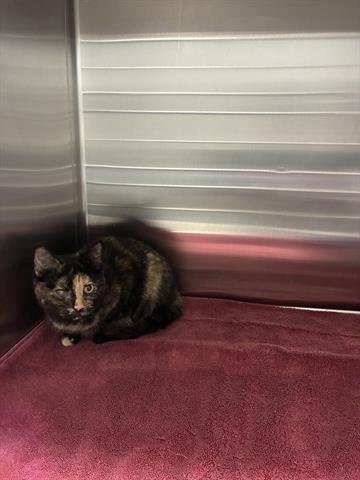 KIKI - Domestic Short Hair available for adoption