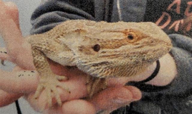 BEETLE JUICE - Lizard available for adoption