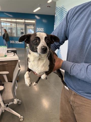 CHIQUITA - Chihuahua available for adoption