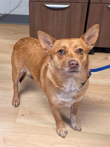 DANIELLE - Cardigan Welsh Corgi available for adoption