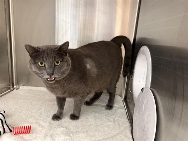 VIOLET - Domestic Short Hair available for adoption