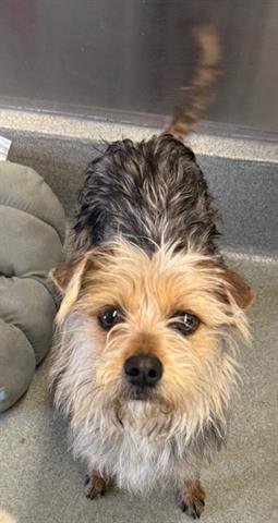 STELLA - Cairn Terrier available for adoption