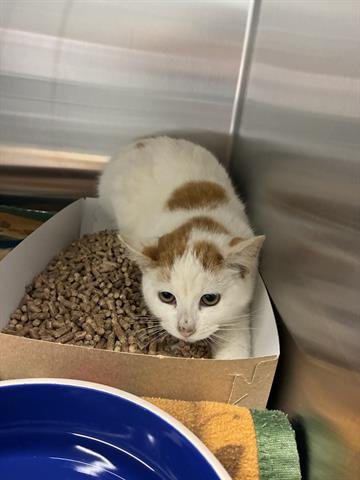 CHEDDAR - Domestic Short Hair available for adoption