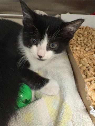 MEL - Domestic Short Hair available for adoption