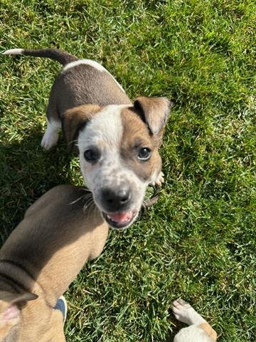 TOBY - Australian Cattle Dog/Blue Heeler / Pit Bull Terrier available for adoption