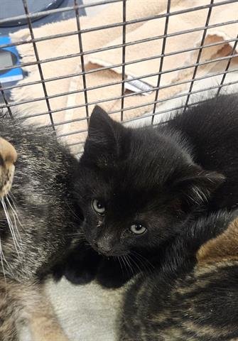 MOWGLI - Domestic Short Hair available for adoption