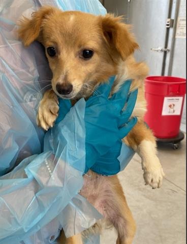 GRACIE - Chihuahua available for adoption