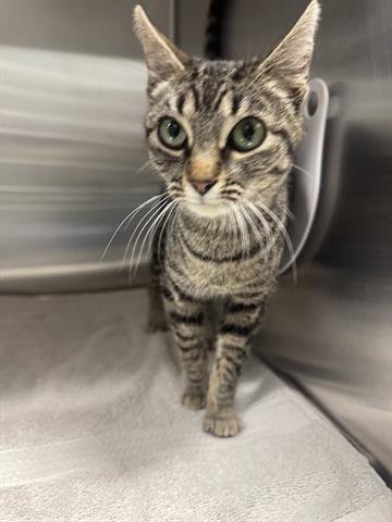 OPHELIA - Domestic Short Hair available for adoption