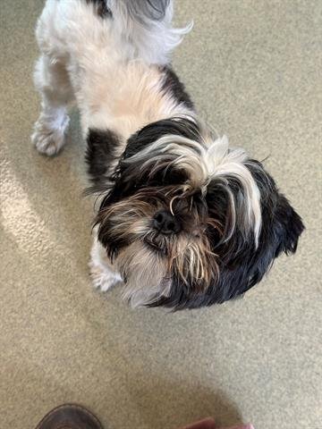 CHATO - Shih Tzu available for adoption