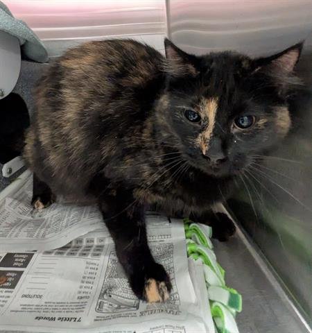 MISHU - Domestic Medium Hair available for adoption