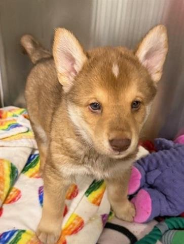 STING RAY - Alaskan Malamute available for adoption