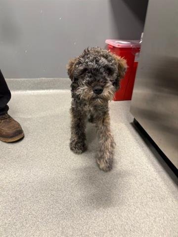 SMOKY - Miniature Schnauzer available for adoption