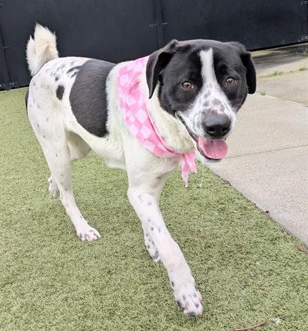 DARCY - Australian Cattle Dog/Blue Heeler available for adoption