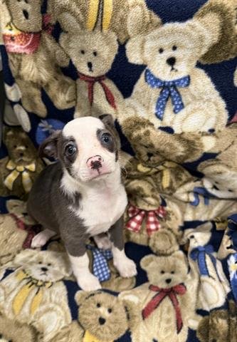 SCARY SPICE - Chihuahua / Border Collie available for adoption