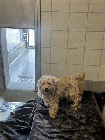 APRIL - Maltese available for adoption