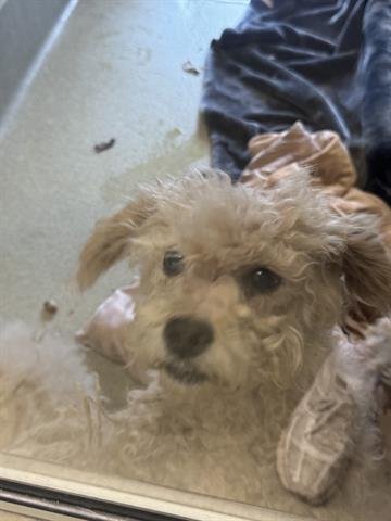 MAY - Maltese available for adoption