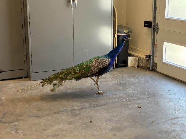 A133562 - Peacock/Pea fowl available for adoption