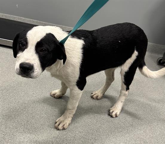 BRIE - Border Collie / Saint Bernard available for adoption