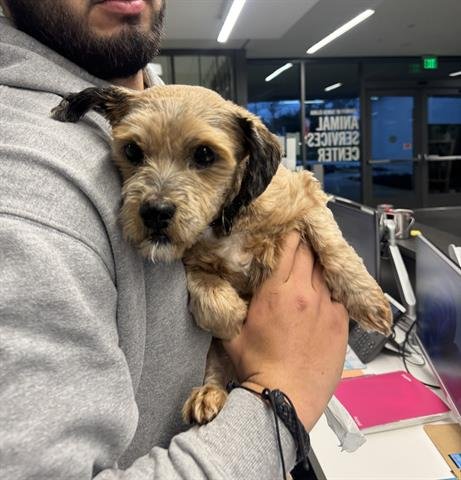 BENTLEY - Poodle (Miniature) available for adoption