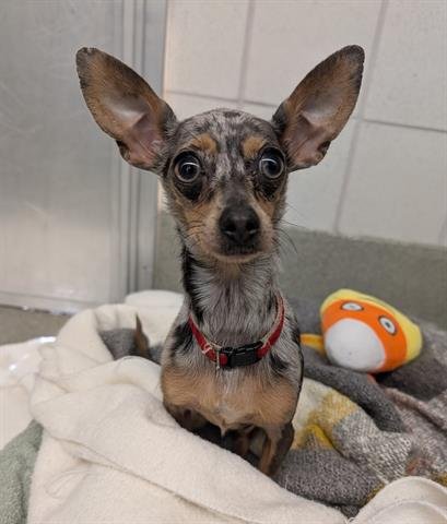CHICKIE - Chihuahua available for adoption