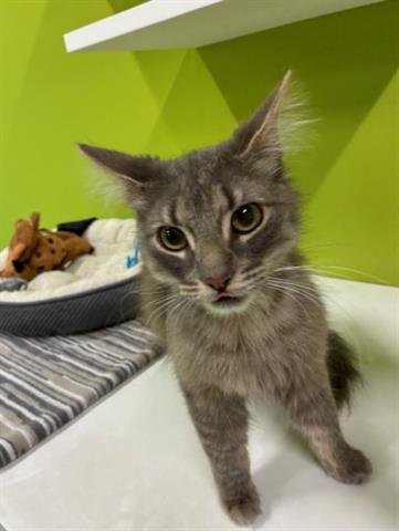 HENRY - Domestic Medium Hair available for adoption