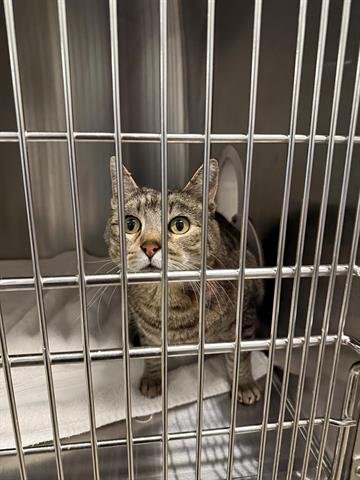 JASPER - Domestic Short Hair available for adoption