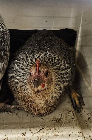 A132813 - Chicken available for adoption