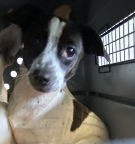 BEATRICE - Chihuahua available for adoption