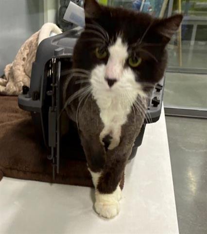 KRISTOPHER - Domestic Medium Hair available for adoption