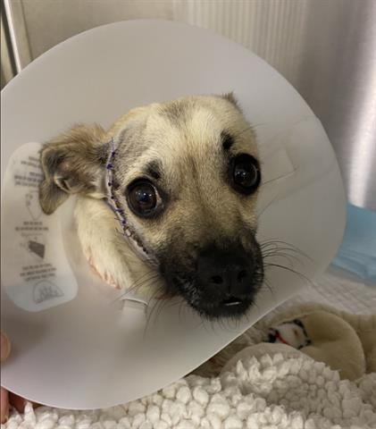 SADIE - Chihuahua available for adoption