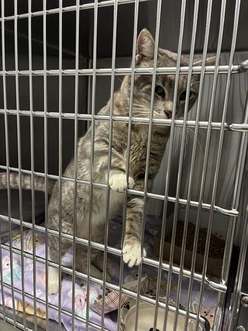 ALBERT - Domestic Short Hair available for adoption