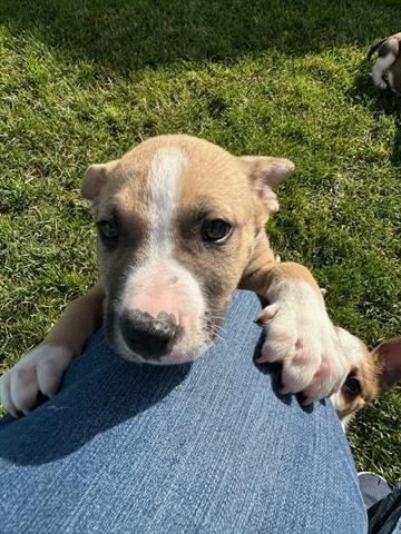 OSCAR - Pit Bull Terrier / Australian Cattle Dog/Blue Heeler available for adoption