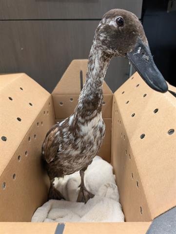 DAISY - Duck available for adoption