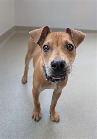 SIMBA - Pit Bull Terrier available for adoption