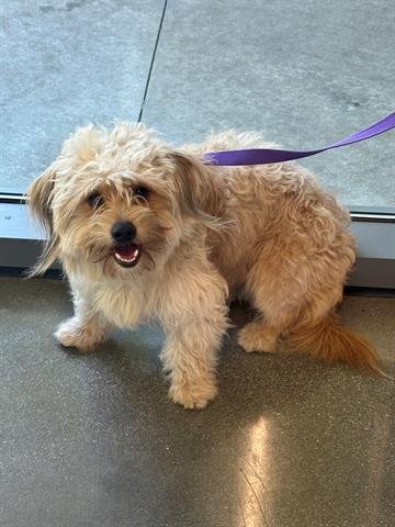 MAX - Havanese available for adoption