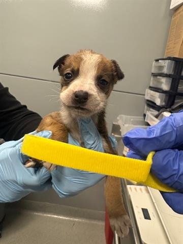 ADORA - Chihuahua available for adoption