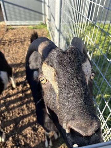 BEAR - Goat available for adoption