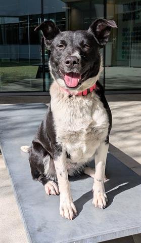 DASHI - Queensland Heeler available for adoption