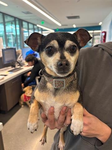 MATILDA - Chihuahua available for adoption