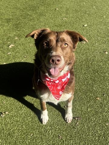 BRANDY - Border Collie available for adoption