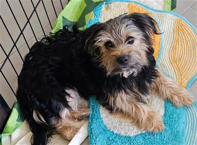 SKY - Yorkshire Terrier Yorkie / Poodle (Miniature) available for adoption