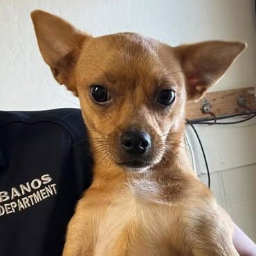 MOOCH - Chihuahua available for adoption