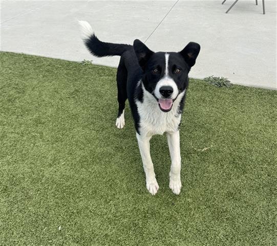 CHUCK - Border Collie available for adoption