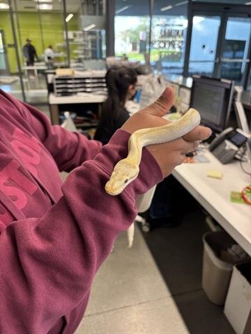 SUNNY - Snake available for adoption